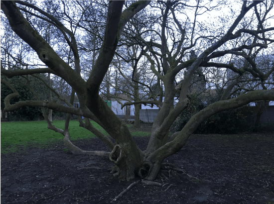 Figure 3: Cut off branches tree